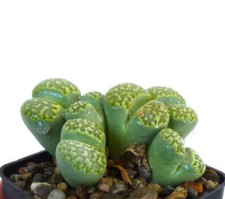 Lithops julii v. fulleri