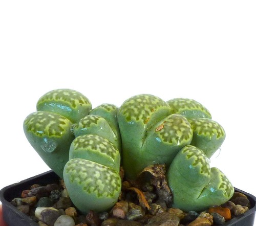 Lithops julii fulleri - lithops,