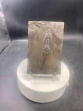 REPTILE MARIN KEICHOUSAURUS