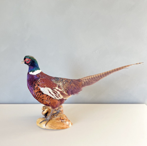 Ringneck pheasant taxidermy - pheasant,