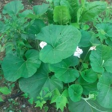 15 graines de courge slaoui - récolte 2024
