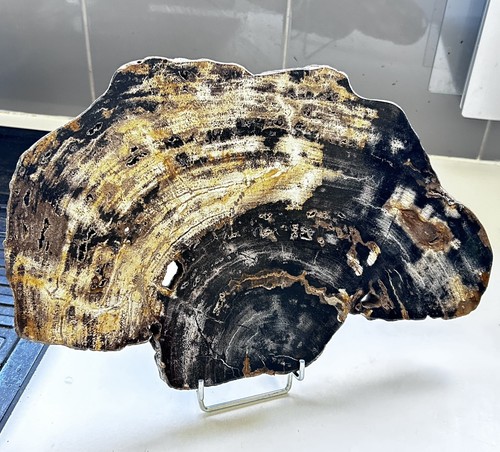 Bois fossilisé java - fossilisé,