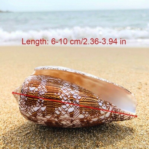 Naturel asprella coque conque - asprella,