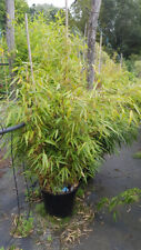 Fargesia robusta 'Campbell' / Bambou non traçant / Conteneur de 7 à 10 litres