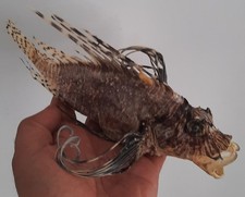 curiosité , taxidermie ,Coquillage : Rascasse Volante  naturalisée