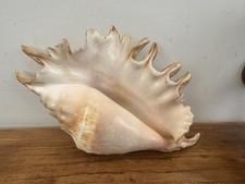 Grand coquillage Lambis