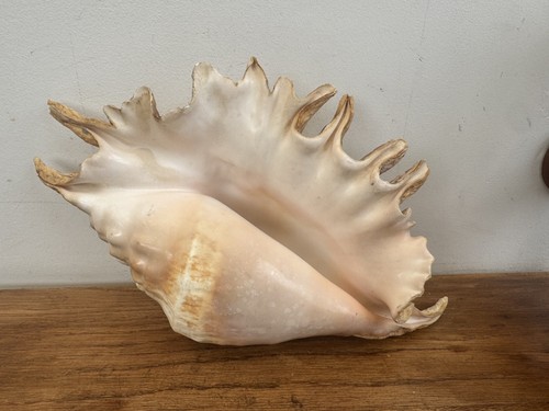 Grand coquillage lambis - coquillage,
