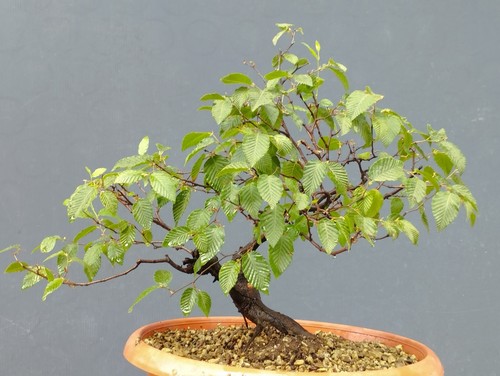 Bonsaï orme champêtre x - bonsaï,