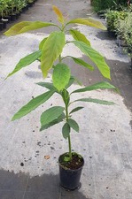 Persea americana (Semis de Hass) / Avocatier race Guatémaltèque / Conteneur d...