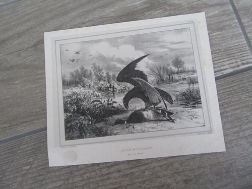 Engraving 19th century - engraving,