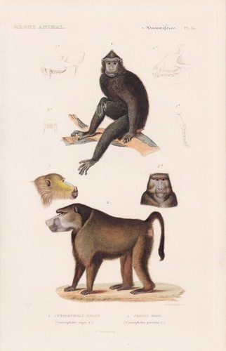 Paviane babouins singes - paviane,