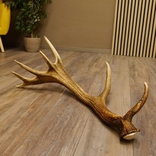 Cerf Élégant Fort Capital