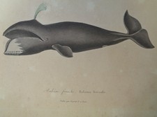 Gravure ancienne Baleine