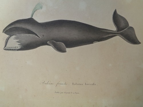 Gravure ancienne baleine - gravure,