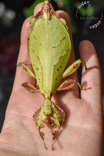 eggs (oeufs) phasme Phyllium