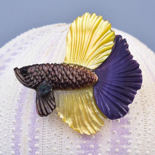 Siamois betta combattant - betta,