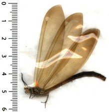 Myrmeleontidae - MYRMELEON