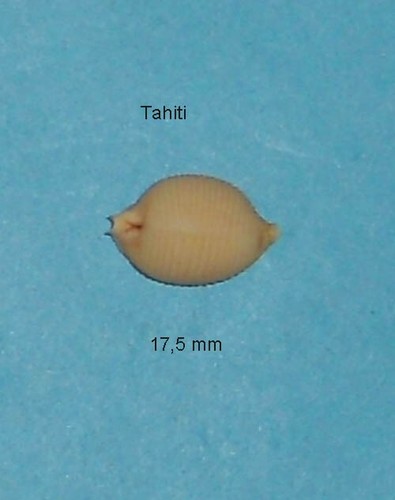 Cypraea childreni - ,