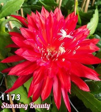 Rare epiphyllum beauté - rare,