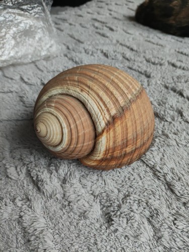 Coquillage grand escargot - grand,