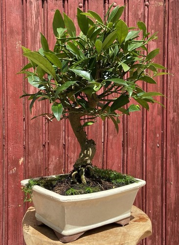 Bonsaï agrume citrus - ,