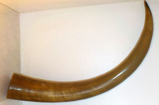 Grande corne de taureau +/-50