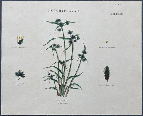 Herbier souchet brun gravure - herbier,