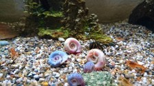 Escargot Planorbes