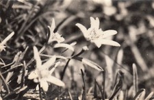 Carte postale ancienne SAVOIE