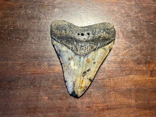 Dent megalodon fossile - , 100%