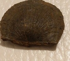 Brachiopode fossile