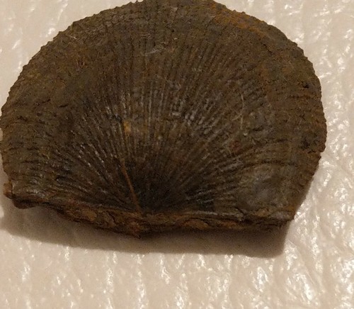 Brachiopode fossile