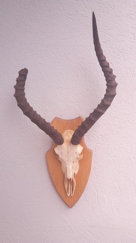 Trophée impala aepyceros - trophée, ;
