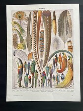 Planche originale ancienne