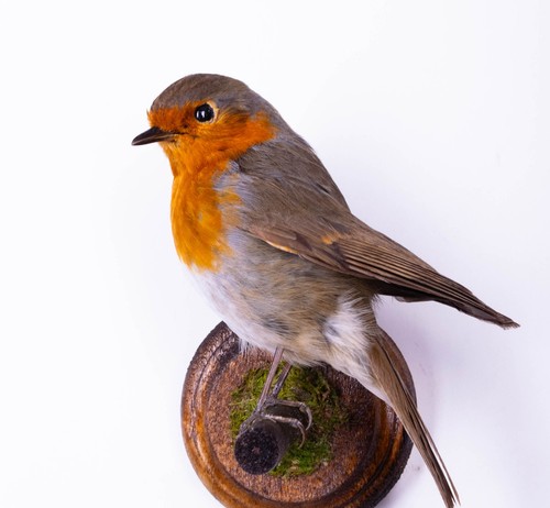 Redbreast taxidermy wall mount - wall,