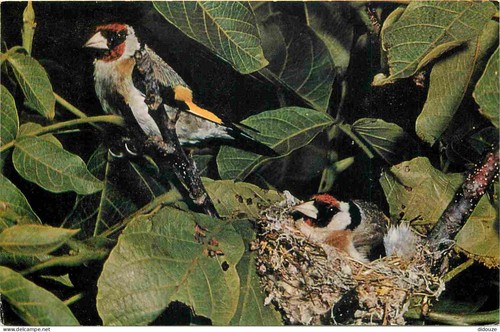 Carte postale animaux - animaux,
