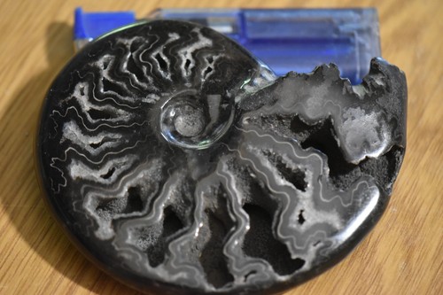 Rare ammonite aioloceras - rare,