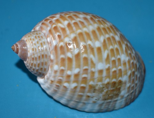 Sea shell coquillages - shell,