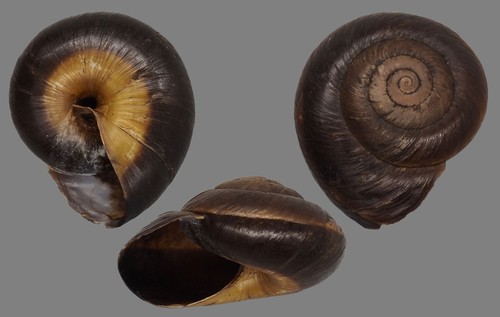 Coquillage collection - coquillage,
