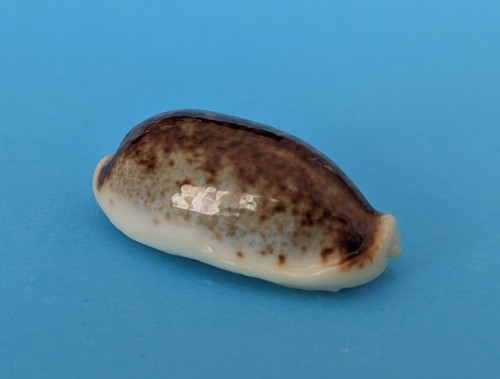 Cypraea cylindrica lenella