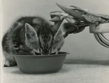 Le chat et la grenouille