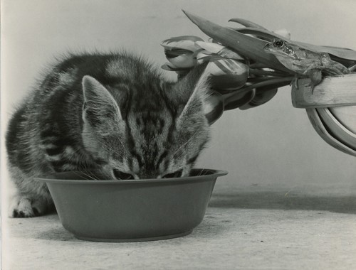 Chat la grenouille - et,
