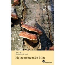 Champignons remplaçants - champignons,