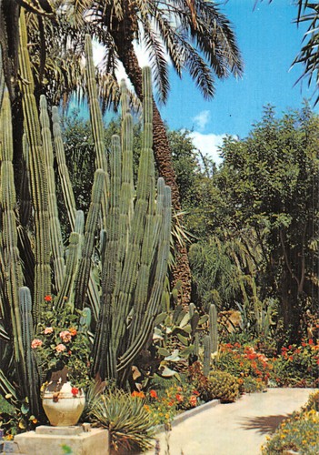 Maroc marrakech jardin - marrakech,