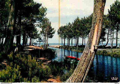 Carte postale landes - postale,
