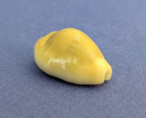Cypraea moneta icterina - , 24,3
