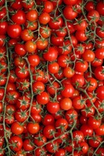 Lots de 50 graines de tomates cerises petit moineau, porte greffe