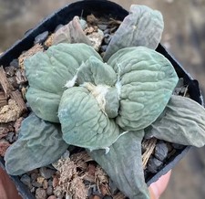 Rare Cacti Caudex refusus