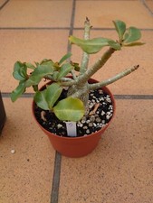Adenium obesum - adenium,