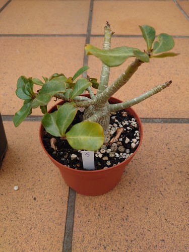 Adenium obesum - adenium,